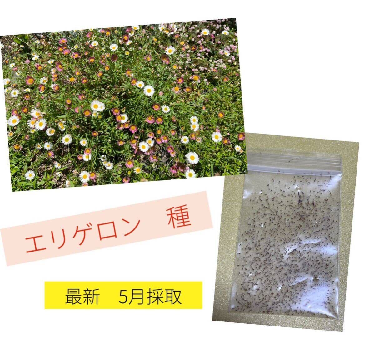 エリゲロン 源平小菊 種 約500粒以上　2024年5月採取※_画像1