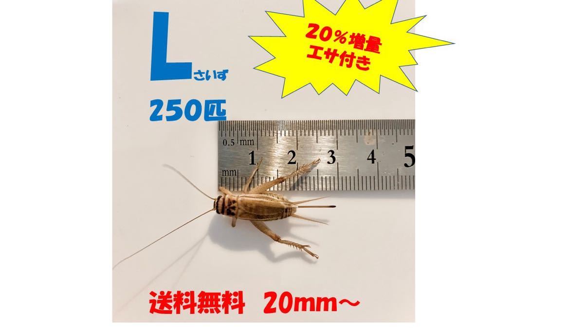 《全国配送》《送料無料》《20％増量》   《エサ付き》 Ｌ20mm 〜250匹 イエコオロギ クロコオロギ フタホシコオロギの画像1