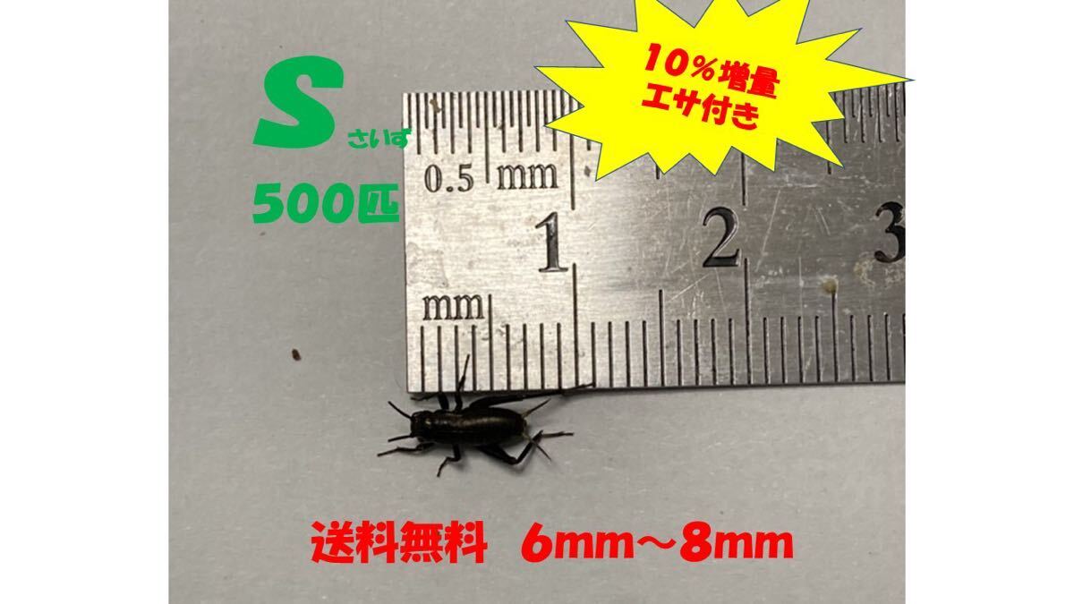 《全国配送》《送料無料》《10％増量》   《エサ付き》 Ｓ5〜８mm 500匹クロコオロギの画像1