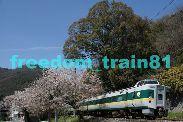 鉄道写真 04365:381系緑やくも 桜_画像1