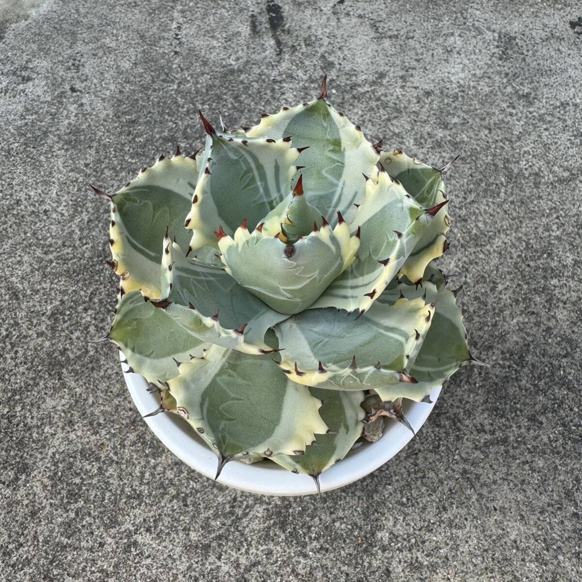 Agave ‘王妃甲蟹錦’ アガベ 王妃兜蟹錦_画像1