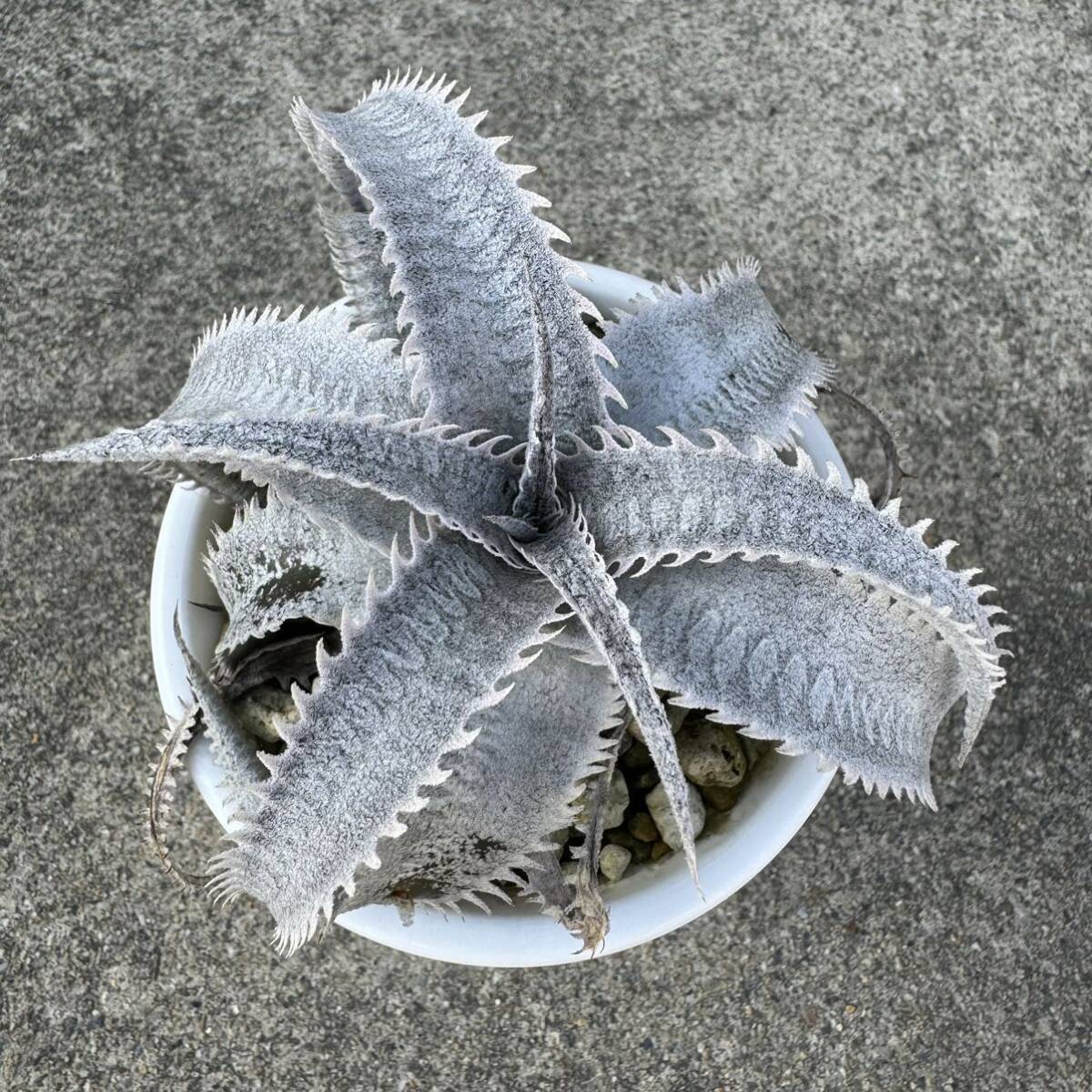 Dyckia marnier-lapostollei var. estevesii ④tiki Abu rome задний 