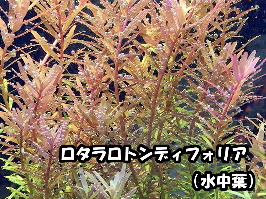 水草８種セット はじめての人は特に水中葉がオススメ！水中葉のみ！ 簡単・入門種 【赤系美種・モス・ロタラ等】 無農薬 追加可能の画像6