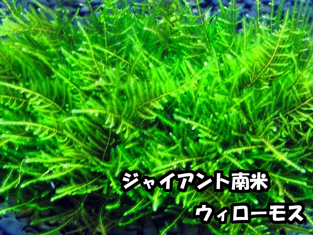 水草８種セット　はじめての人は特に水中葉がオススメ！水中葉のみ！ 簡単・入門種 【赤系美種・モス・ロタラ等】 無農薬　追加も可能_画像2