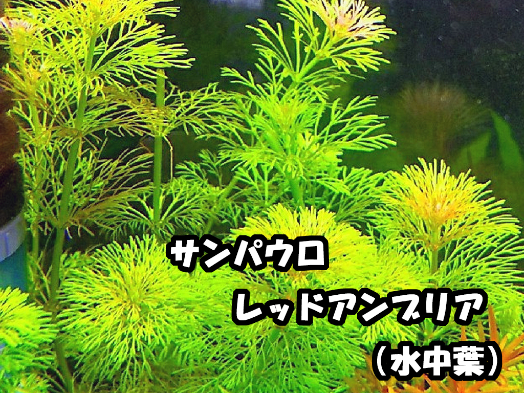 水草８種セット　はじめての人は特に水中葉がオススメ！水中葉のみ！ 簡単・入門種 【赤系美種・モス・ロタラ等】 無農薬　追加も可能_画像6