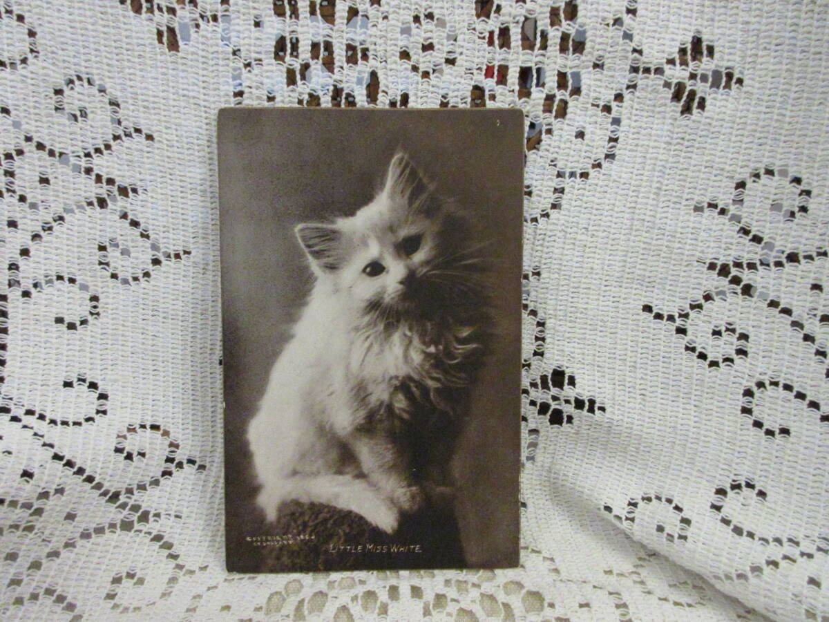 USA製　アンティーク　ポストカード　絵葉書　写真印刷　白いネコ　猫　未使用_画像1