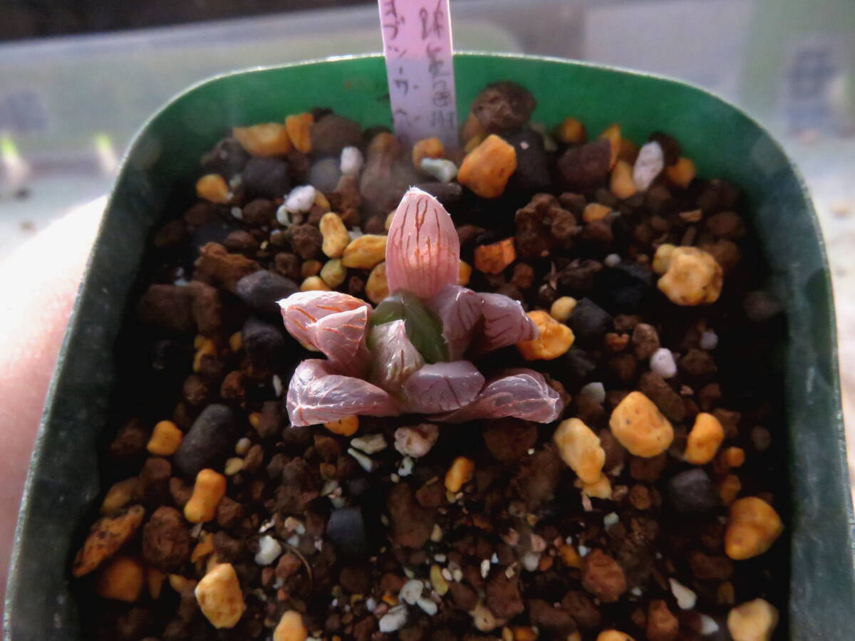 多肉植物　ハオルチア　紫オブツーサ×オブツーサ錦黄色斑_画像2
