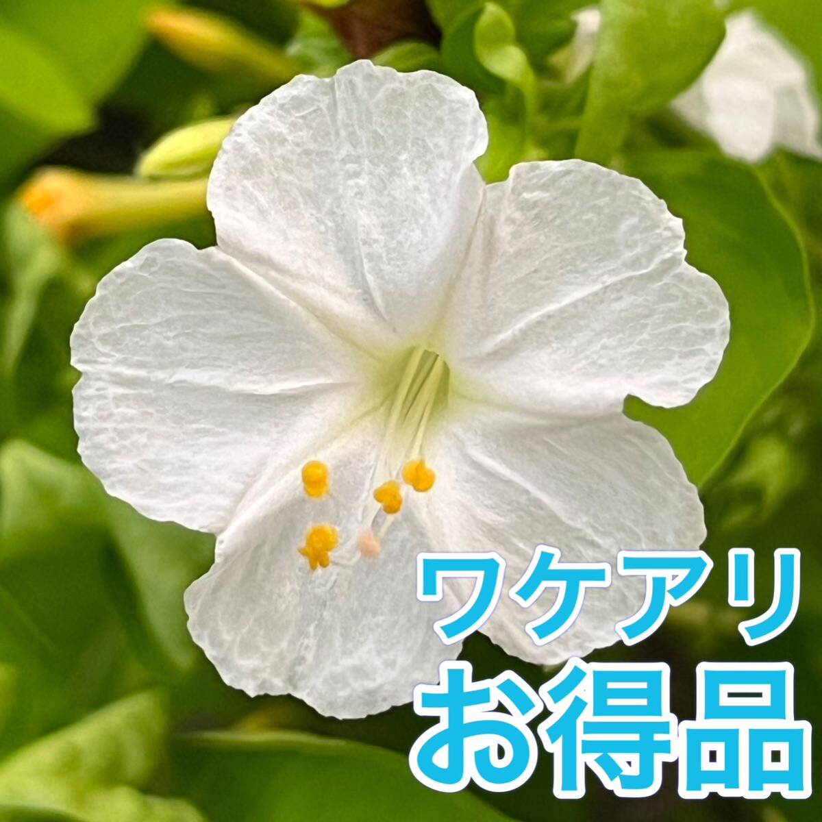 【ワケアリ】オシロイバナの種(白) 30粒　　　　　花の種