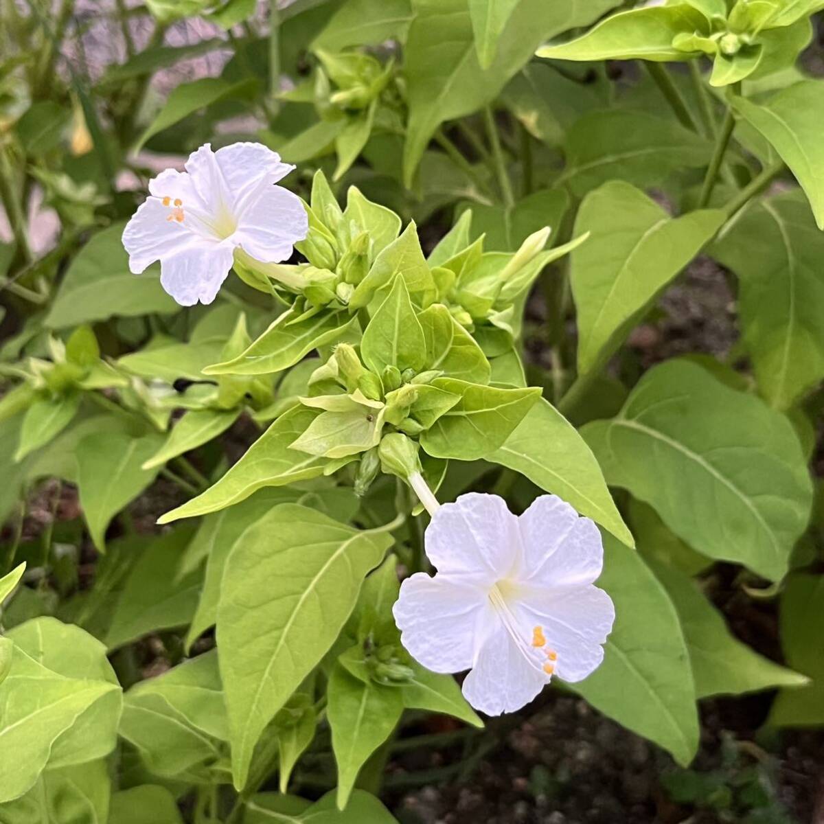 【ワケアリ】オシロイバナの種(白) 30粒　　　　　花の種