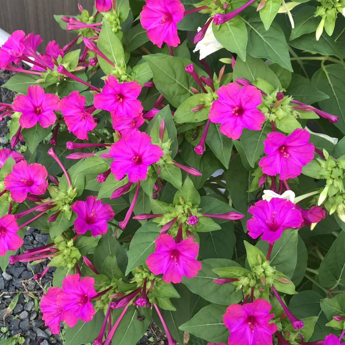 【ワケアリ】オシロイバナの種(濃いピンク) 30粒　　　　　花の種
