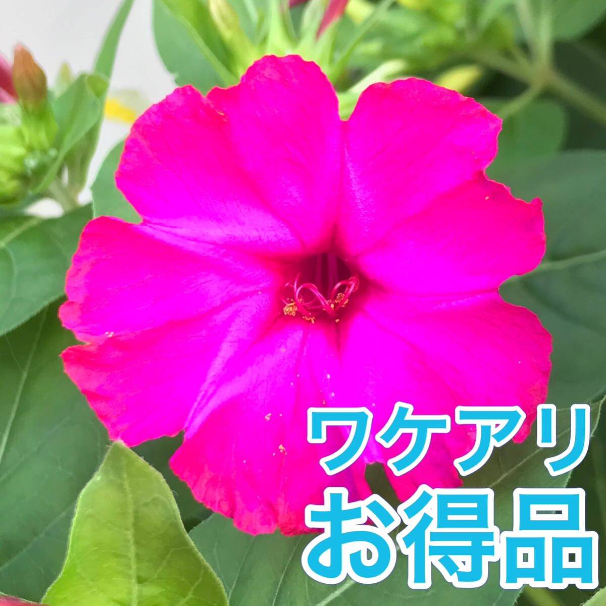 【ワケアリ】オシロイバナの種(濃いピンク) 30粒　　　　　花の種