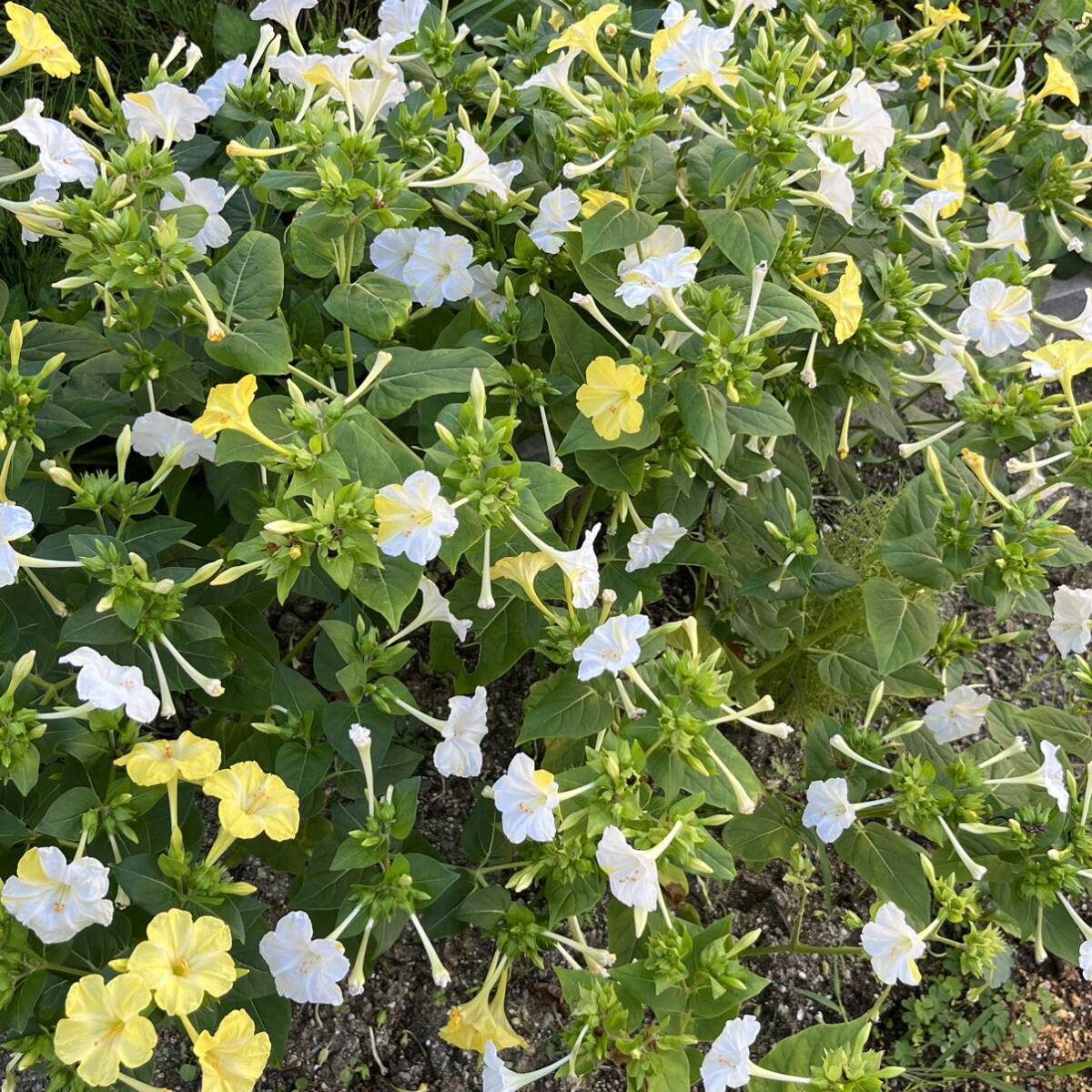 オシロイバナの種(3色セット)　20粒　花の種