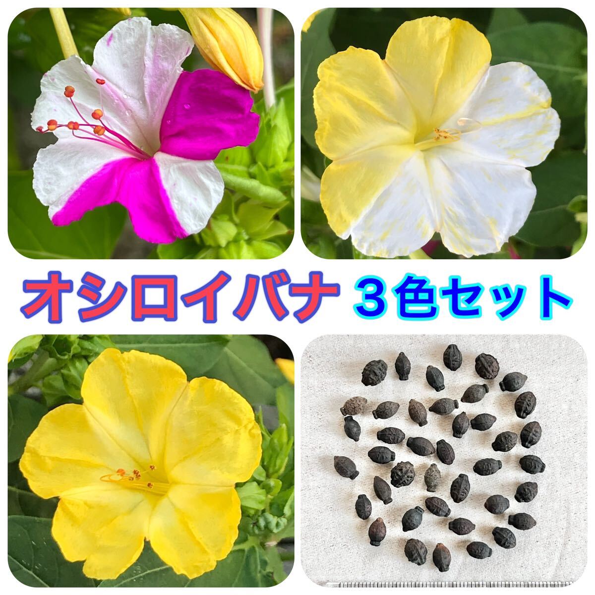 オシロイバナの種(3色セット)　40粒　花の種