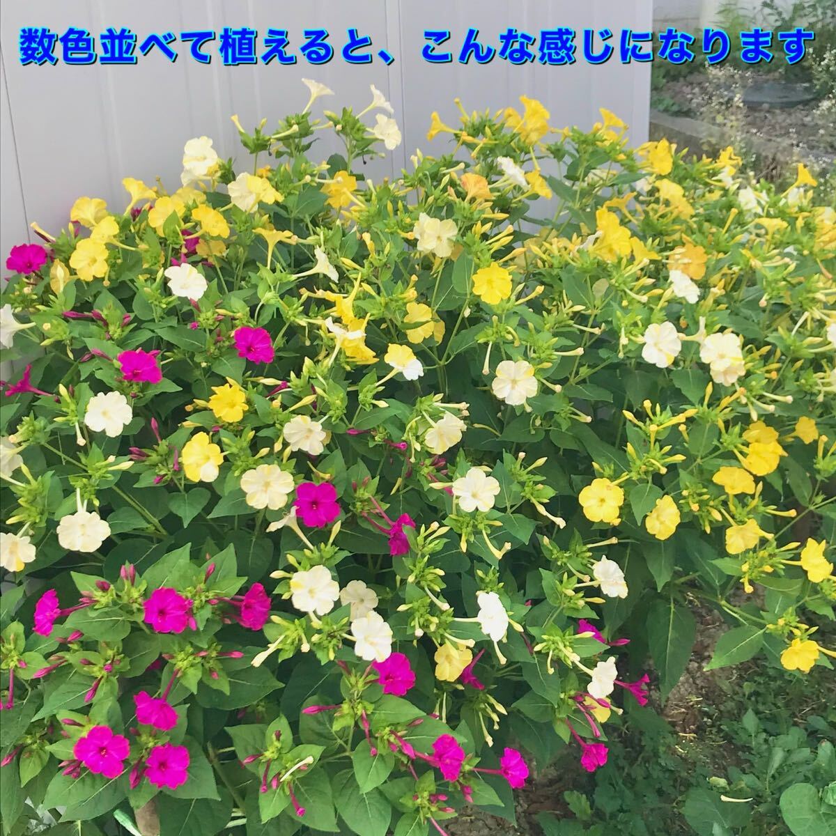 【ワケアリ】オシロイバナの種(5色セット)　30粒　花の種_画像10