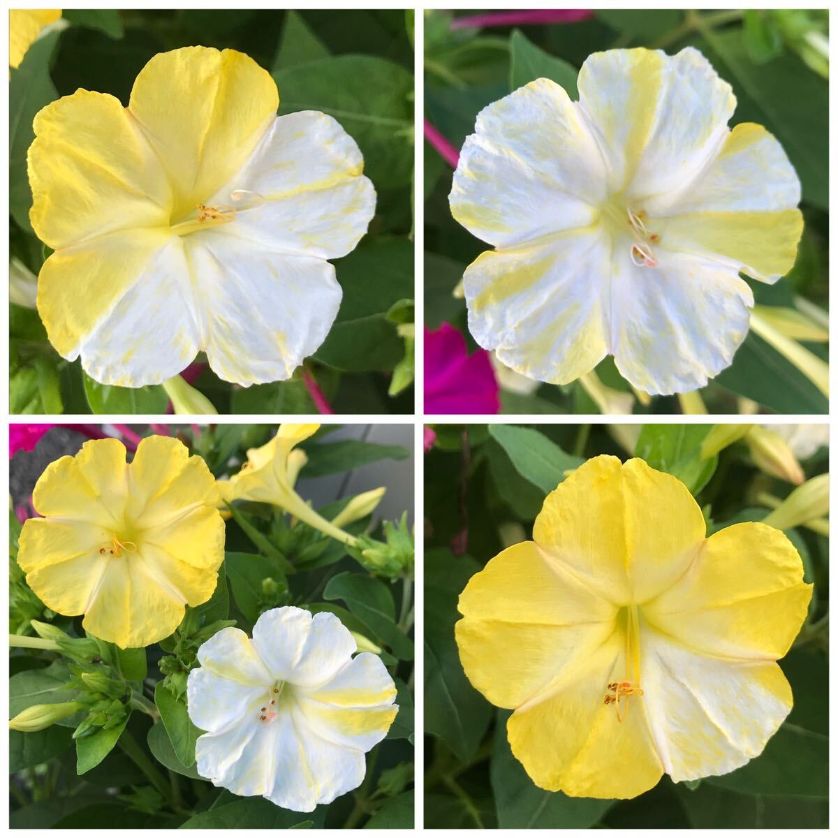 【ワケアリ】オシロイバナの種(5色セット)　55粒　花の種_画像8