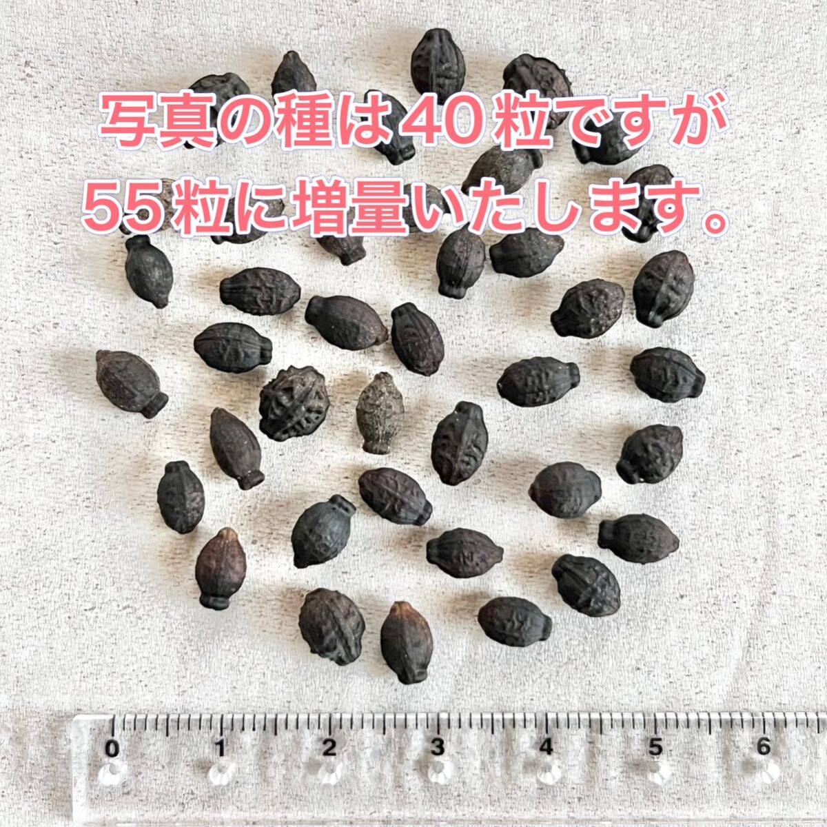 【ワケアリ】オシロイバナの種(5色セット)　55粒　花の種_画像2