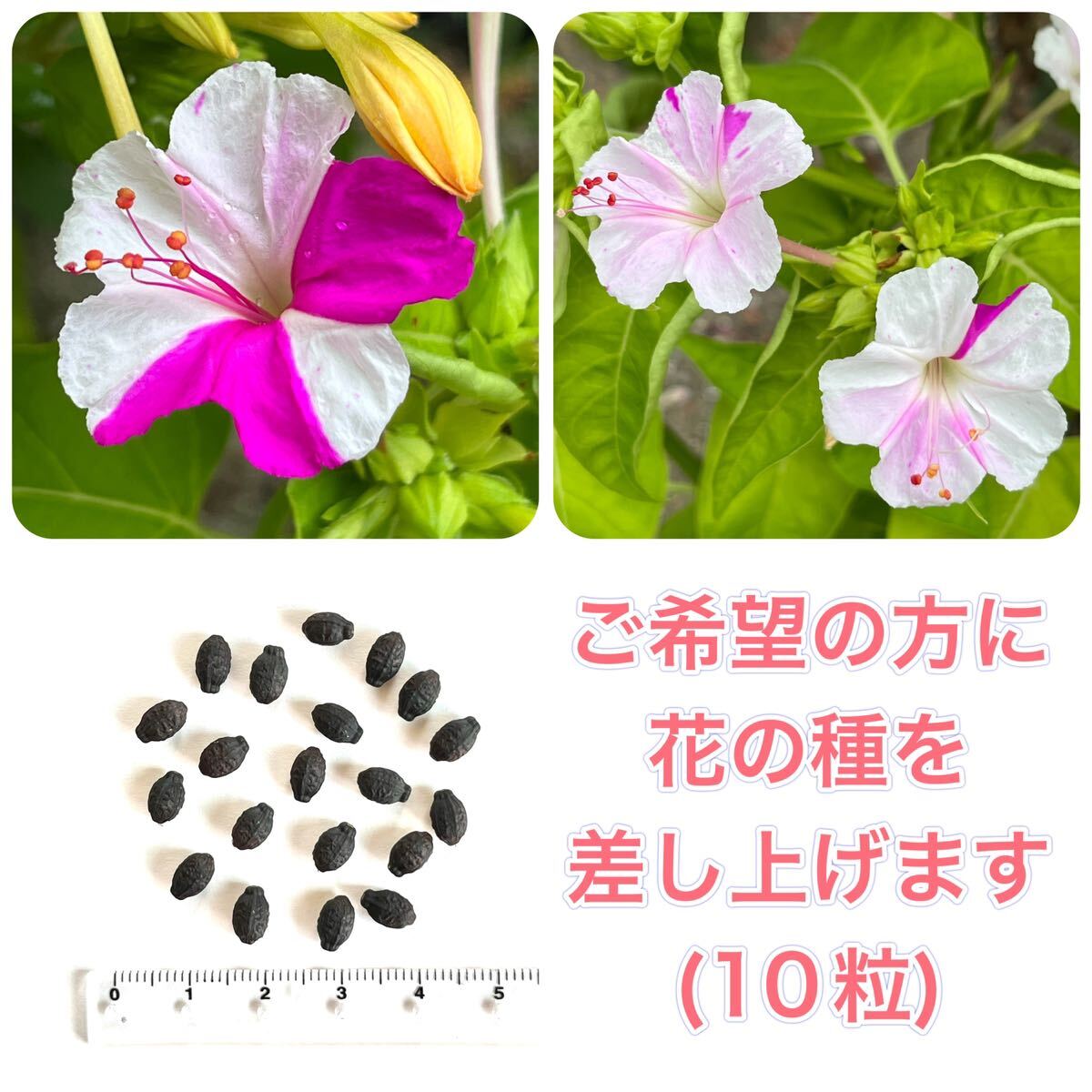 ファブリーズ　トイレ用　消臭・芳香剤　2個_画像3