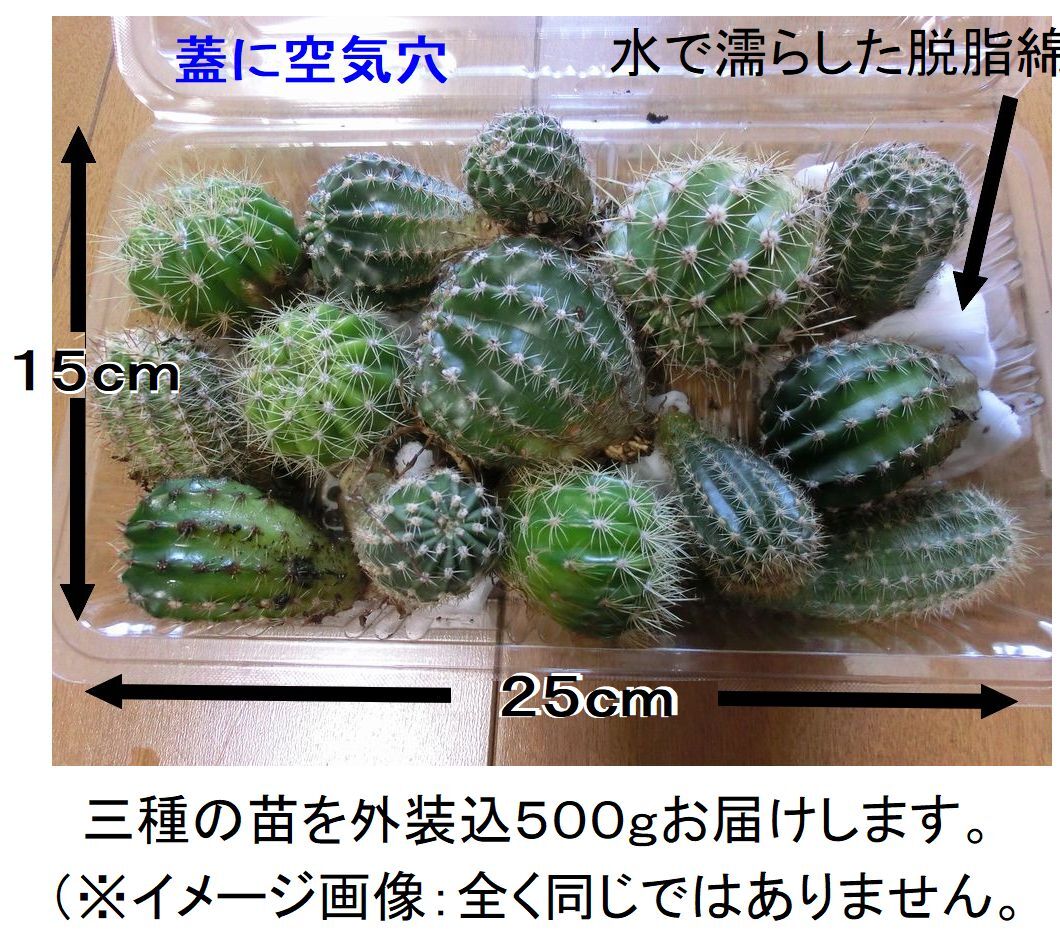 花サボテン３種の苗「かき仔」　丈夫で育てやすく花付きが良い_画像5