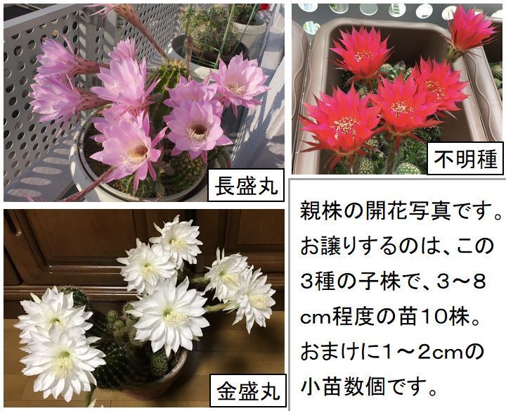 花サボテン３種の苗「かき仔」　丈夫で育てやすく花付きが良い　寄せ植えにしてもかわいい_画像1