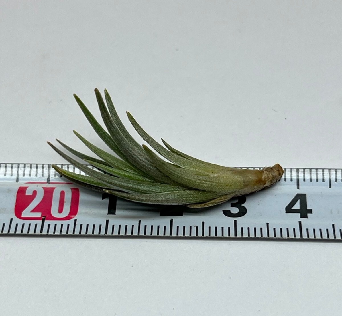 Tillandsia hasei 採取地データ付 ティランジア ハセイの画像1