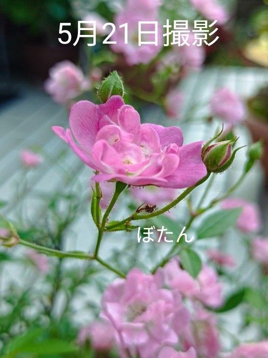 ②ミニ薔薇 株分け2株 ピンク☆ 5月21日画像追加しました(画像10と11)