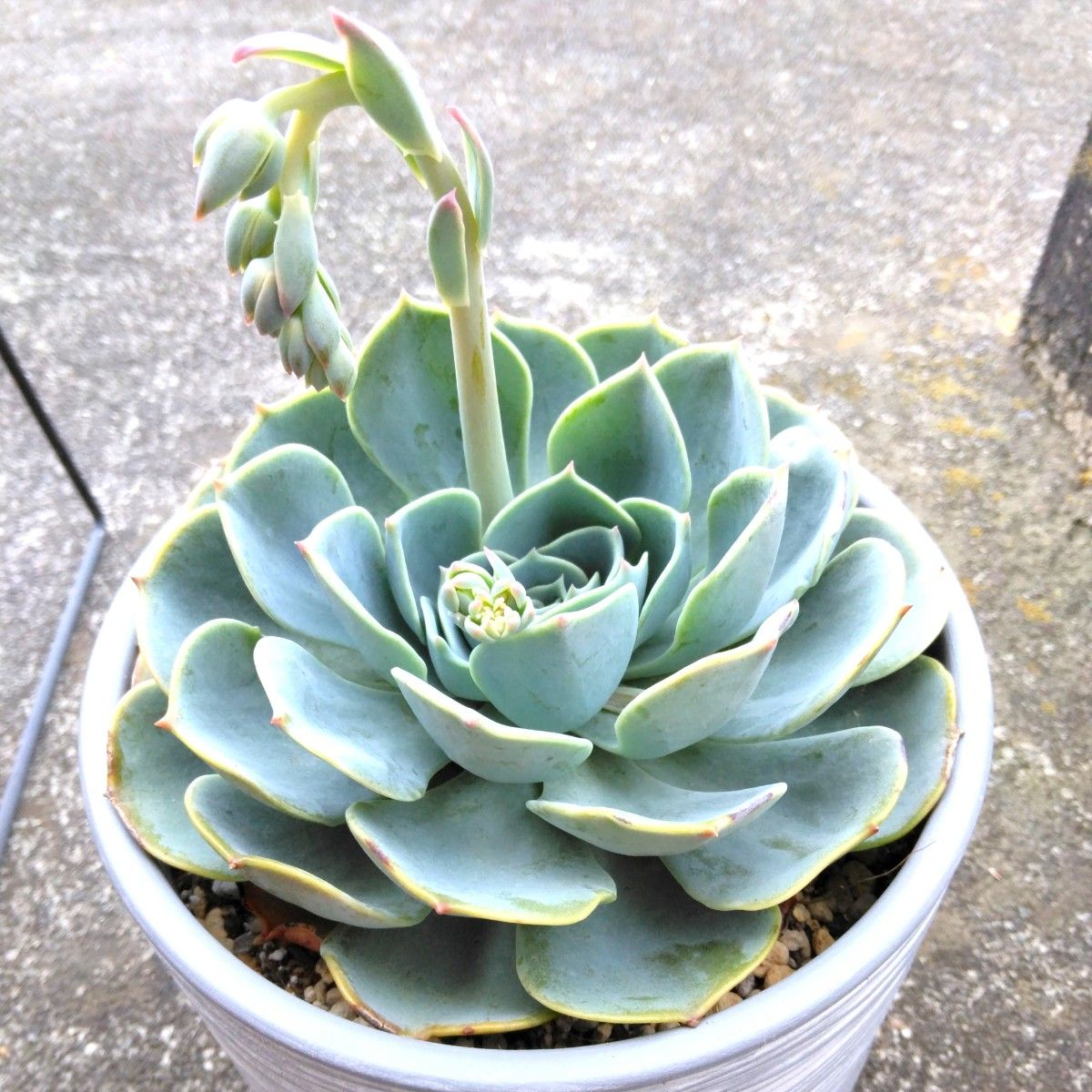 多肉植物 エケベリア 七福神