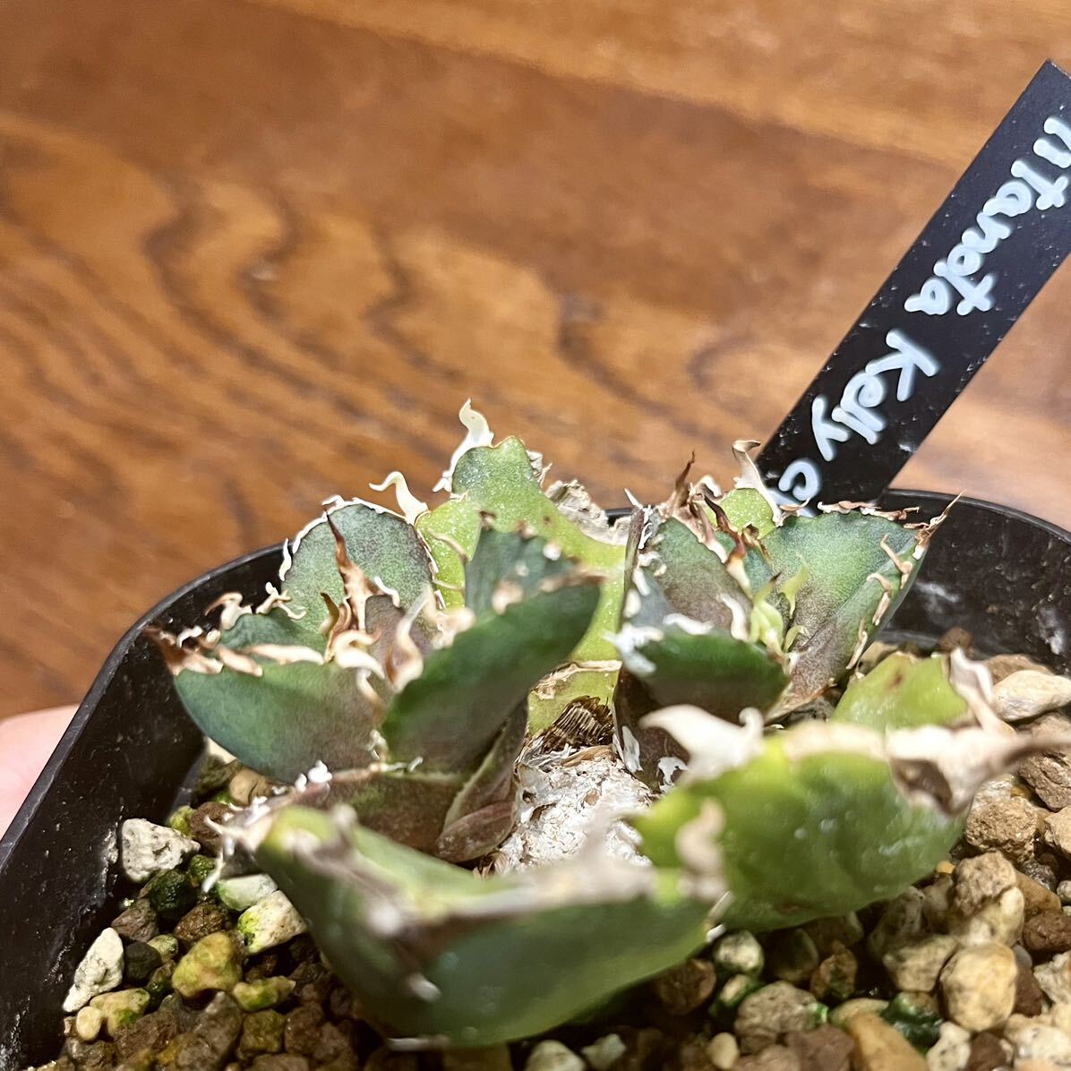 カキコ② Agave titanota kelly clone アガベ チタノタ ケリークローン 白犀牛 検索 シーザー ハデス 白豪刺 オアハカ_画像8