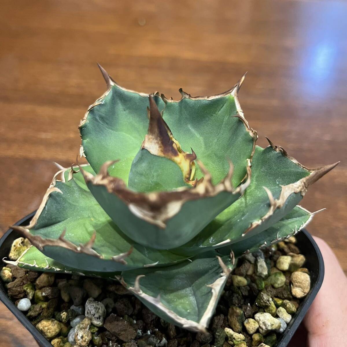 カキコ② Agave titanota kelly clone アガベ チタノタ ケリークローン 白犀牛 検索 シーザー ハデス 白豪刺 オアハカ_画像2