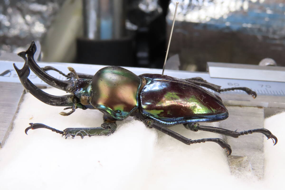 [ insect .] old shop pie ne import individual *nijiiro stag beetle 55.2.* stag beetle insect specimen 