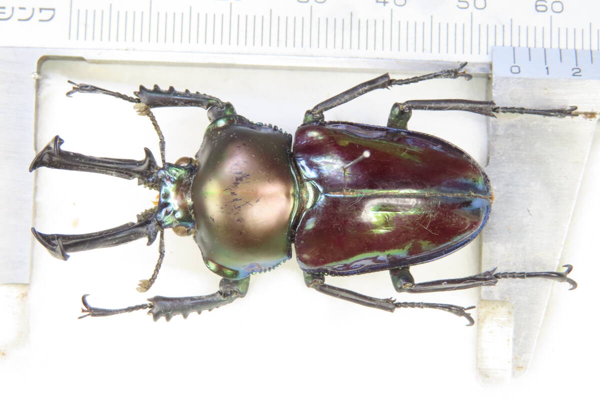 [ insect .] old shop pie ne import individual *nijiiro stag beetle 55.2.* stag beetle insect specimen 