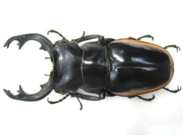 [ specimen ] rare production ground * double extra-large kbela gloss stag beetle (ssp sinensis: Vietnam Chuubu GiaLai)*91.0 millimeter A-