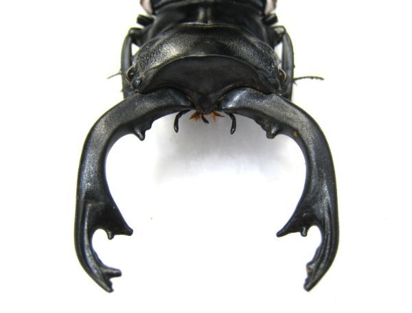 [ specimen ] rare production ground * double extra-large kbela gloss stag beetle (ssp sinensis: Vietnam Chuubu GiaLai)*91.0 millimeter A-