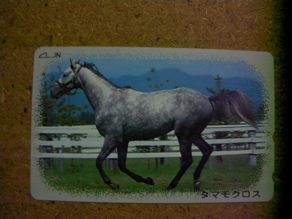 I1116A*tamamo Cross horse racing unused 50 frequency telephone card 