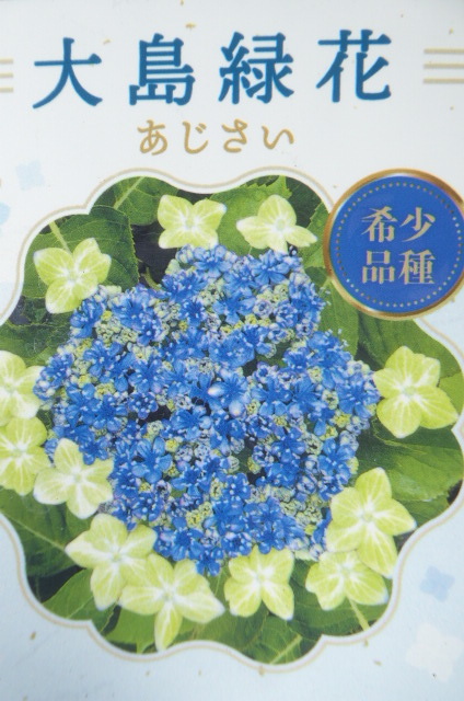 05160 600 jpy beginning! hydrangea * Ooshima green flower * oo si Mali .ka* pot seedling 