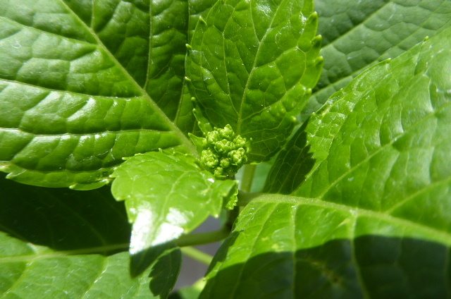 05160 600 jpy beginning! hydrangea * Ooshima green flower * oo si Mali .ka* pot seedling 
