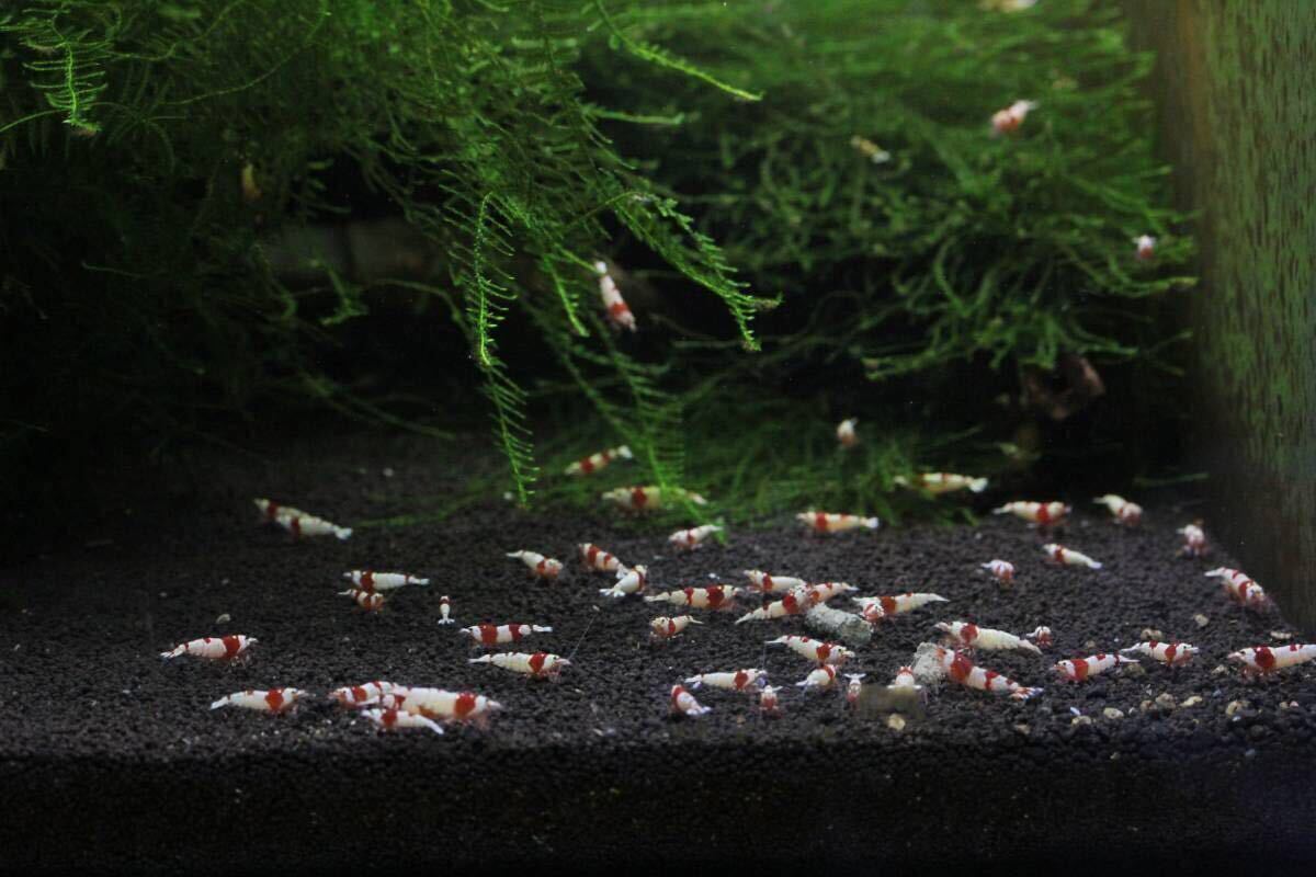 .... Red Bee Shrimp 50 pcs 