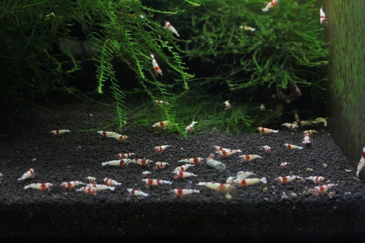 .... Red Bee Shrimp 50 pcs 