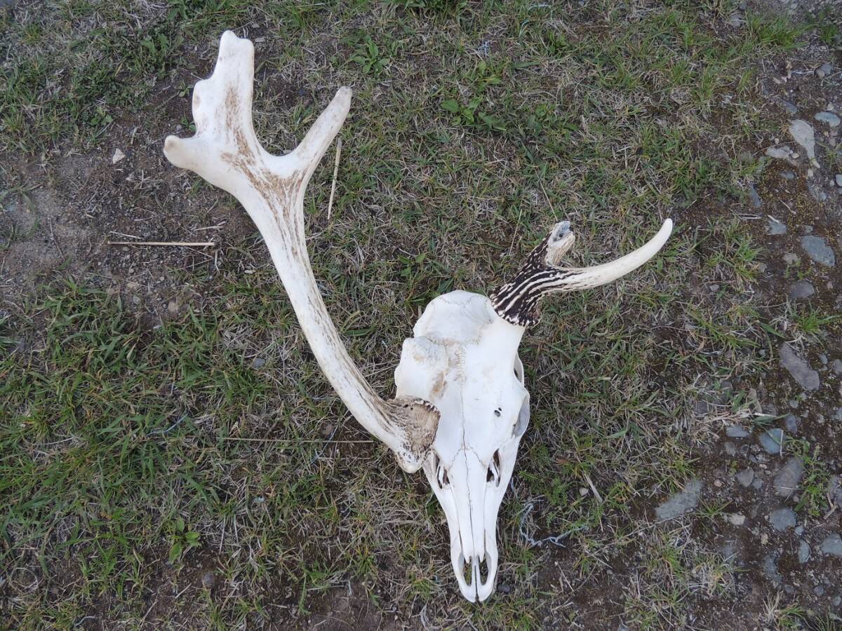  no. 361.ezo deer hunting skeleton deformation angle 2 head minute!