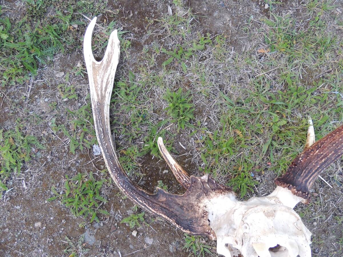  no. 361.ezo deer hunting skeleton deformation angle 2 head minute!