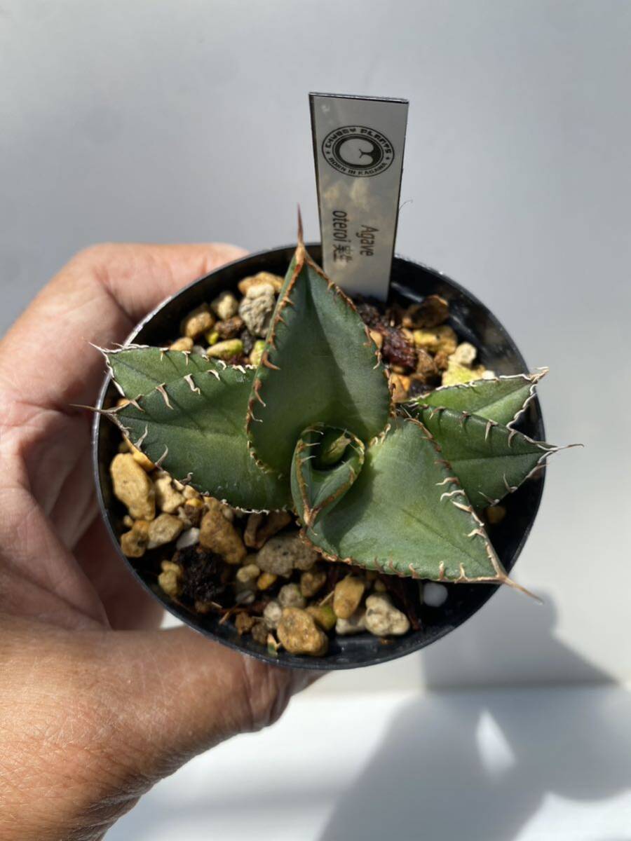 Agave oteroi アガベ オテロイ 実生 2の画像2