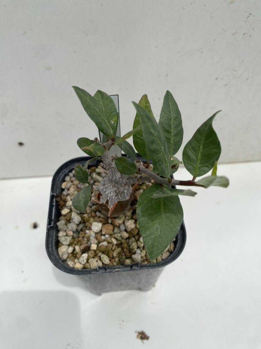 Yahoo!オークション - ブルセラ シュレックテンダリー Bursera Yahoo!オークション - ブルセラ シュレックテンダリー Bursera