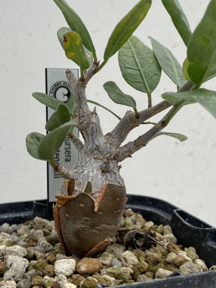 Yahoo!オークション - ブルセラ シュレックテンダリー Bursera Yahoo!オークション - ブルセラ シュレックテンダリー Bursera