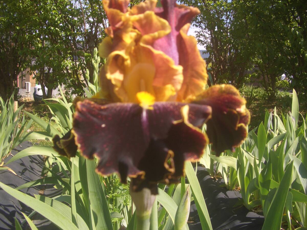  german Iris small seedling 7 goods kind 