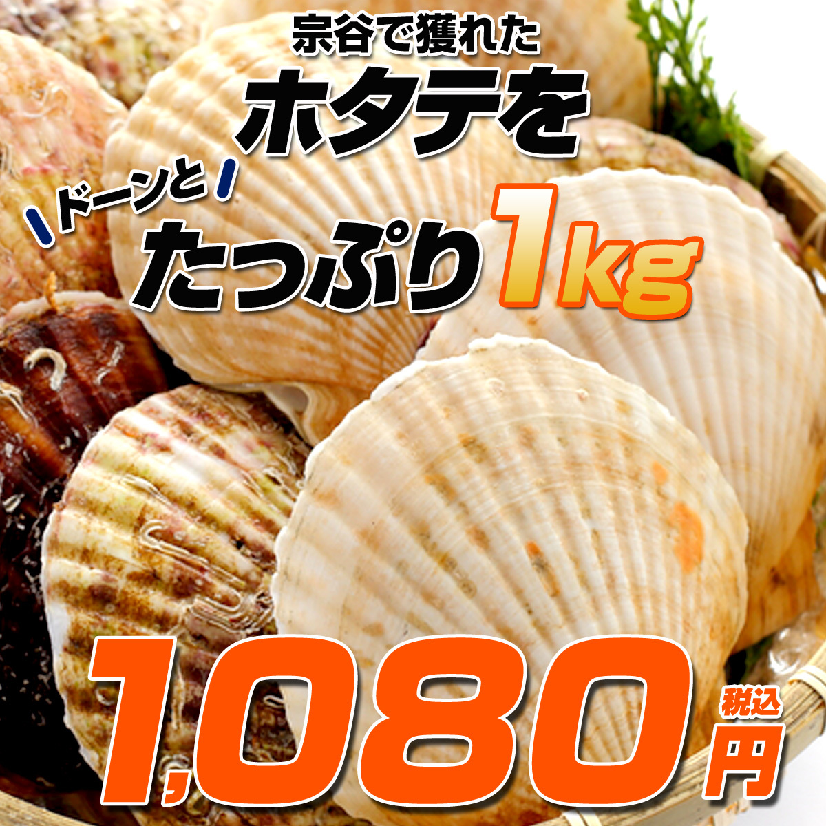 [ Hokkaido production ] scallop 1kg |.. district 4~6 sheets degree freezing both . scallop ... attaching scallop . attaching scallop Hokkaido production .. Bon Festival gift Father's day gift 