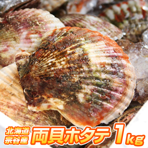 [ Hokkaido production ] scallop 1kg |.. district 4~6 sheets degree freezing both . scallop ... attaching scallop . attaching scallop Hokkaido production .. Bon Festival gift Father's day gift 