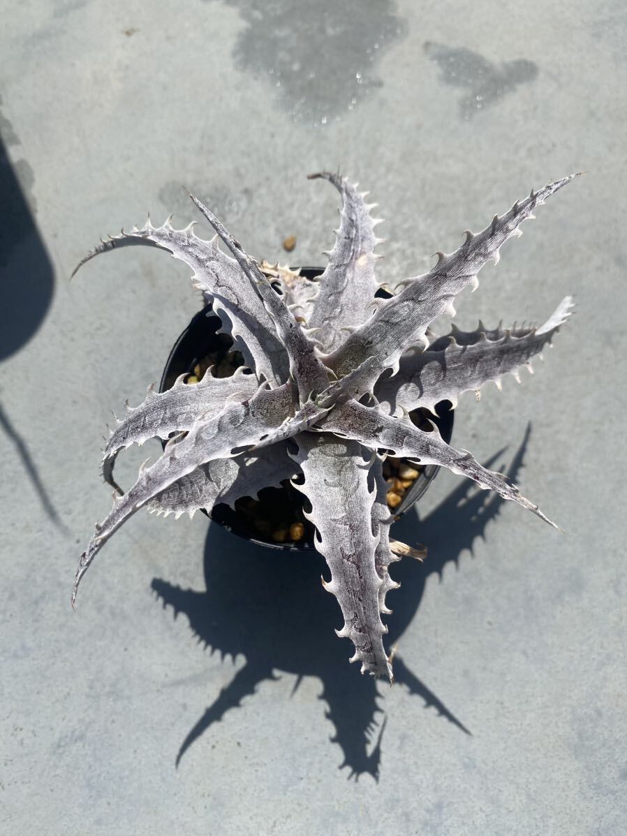 Dyckia Fujiyamati Kia Fuji yama. put on ending . stock 