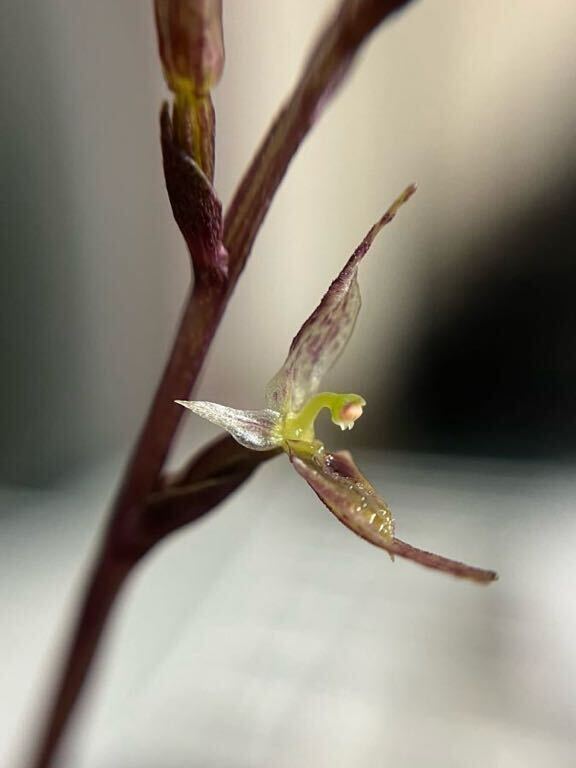 Acianthus pusillus アシアンサス　ピュシラス　球根　山野草　洋ラン　原種　開花サイズ_画像5