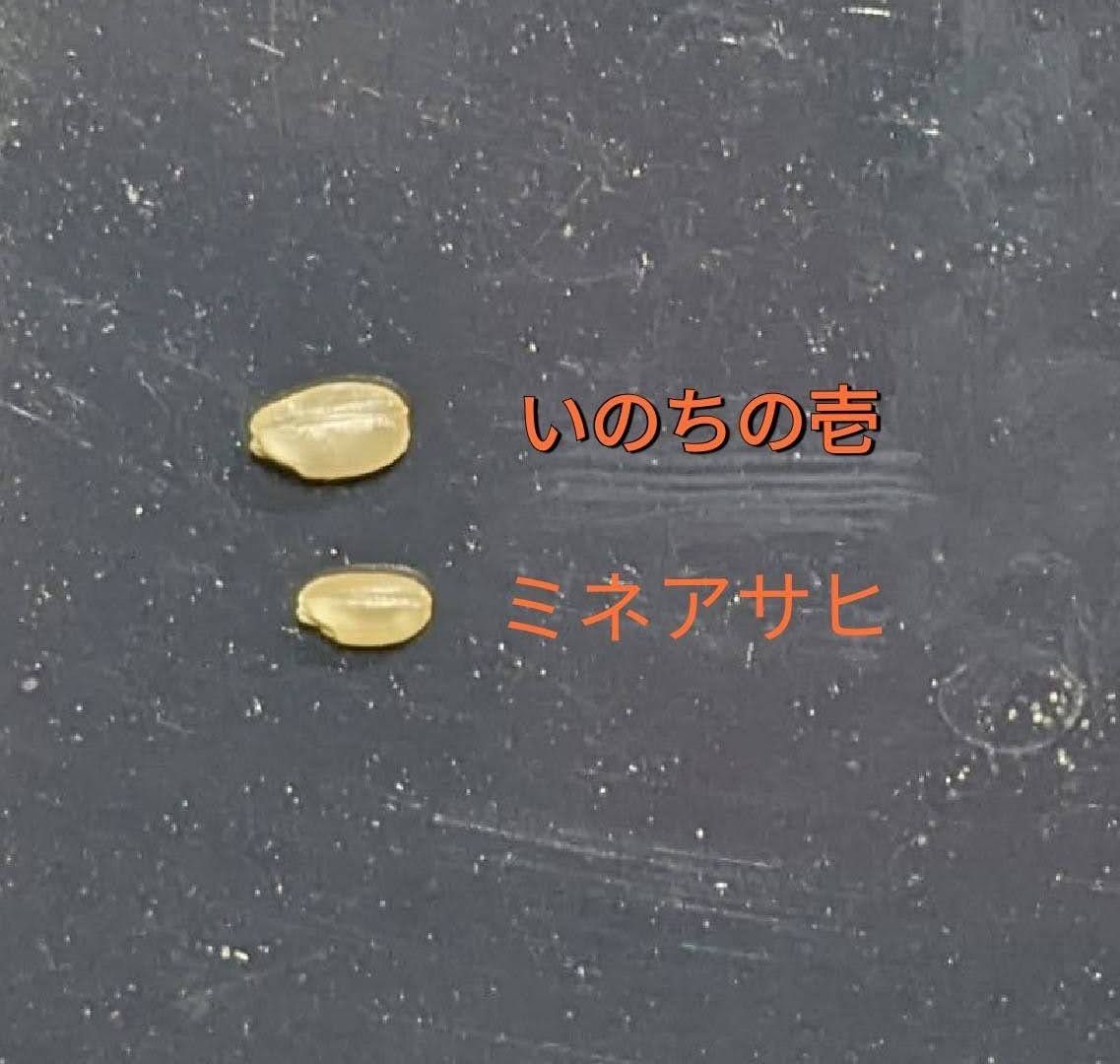 米粉900g　自然農法産いのちの壱　化学肥料・除草剤不使用　農家直送