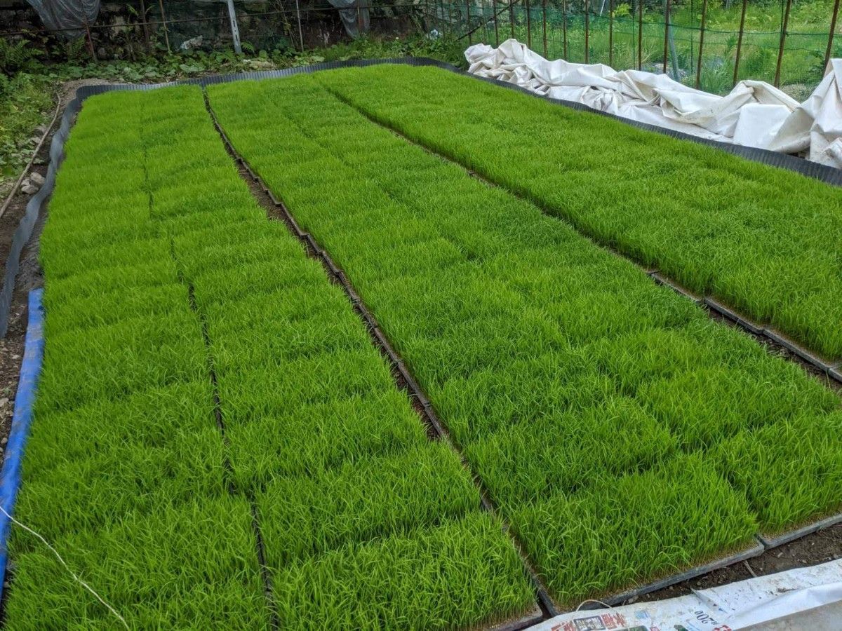 米粉900g　自然農法産いのちの壱　化学肥料・除草剤不使用　農家直送