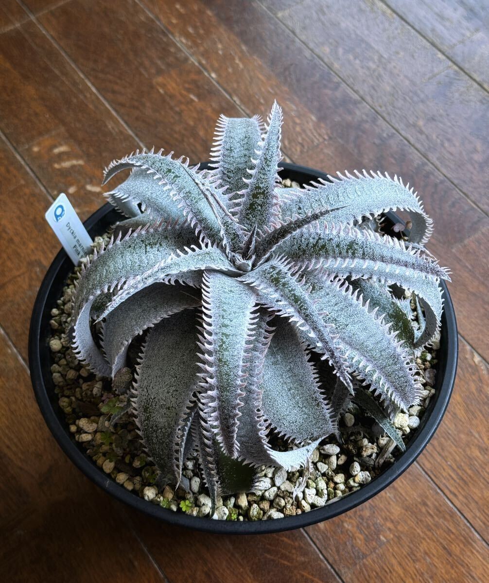 親株 ディッキア Dyckia marnier-lapostollei Pink Spine マルニエルラポストレイ　ピンクスパイン_画像2